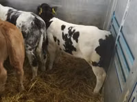 Үхэр (бүлэг, хүйс заагаагүй), Russian Black pied cattle — 8 зураг