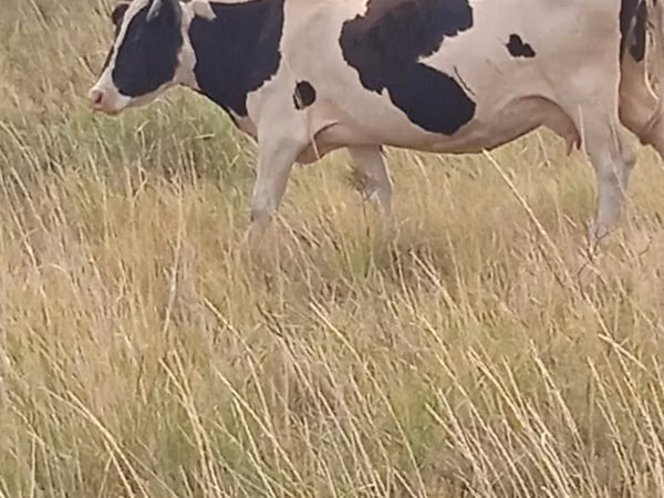 Ko, Russian Black pied cattle — Kazakstan