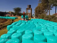 Full Corn Silage — foto 1