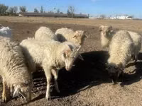 Vædder, Merino sheep — foto 2