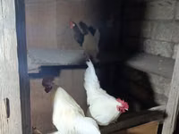 Chickens — عکس 2