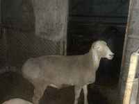 Ovce, Arashan sheep — foto 4
