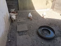 Chickens — عکس 2