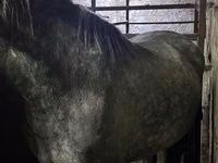 Mare, Horses — photo 4