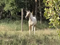 Mare, Horses — photo 3