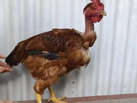 Chickens — sawirka 3