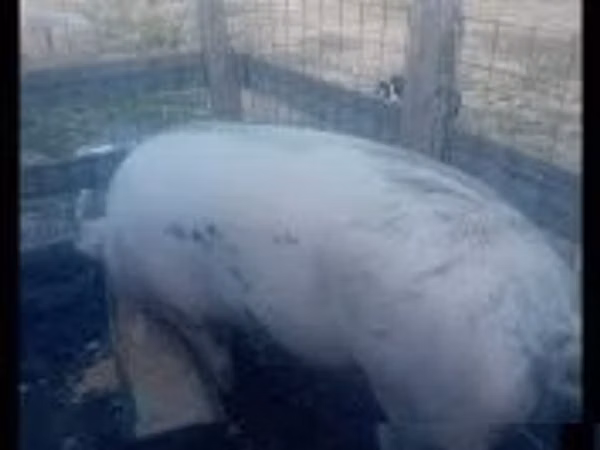 Sow, Pigs — Hungary