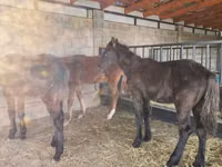Cavalo, Cavalos — foto 1
