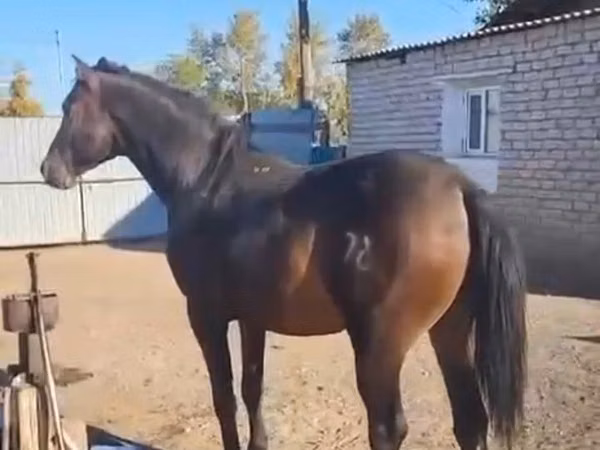 Hing, Orlov Trotter