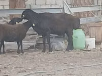 በጎች (ቡድን፣ ጾታ አልተጠቀሰም), Sheep — ፎቶ 6