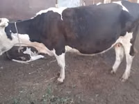Cow, Cattle — photo 2