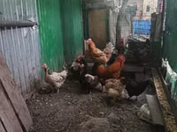 Chickens — акс 2