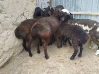 Ram, Sheep — photo 6