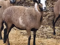 میش, Cameroon sheep — عکس 2