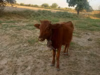 सांड, मवेशी — फ़ोटो 1