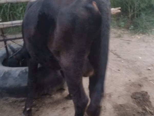 Bull, Aberdeen-Angus — Uzbekistan