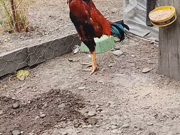 Chickens — আজারবাইজান