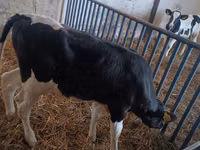 Bull, Cattle — photo 3