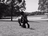 Horse (M), Gypsy horse — photo 3