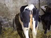 Cow, Russian Black pied cattle — photo 3