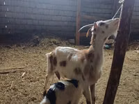 Kozel, Nubian Goat — foto 5