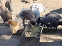 Guinea fowl — photo 6