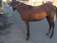 Kobila, Anglo-Arabian — fotografija 3