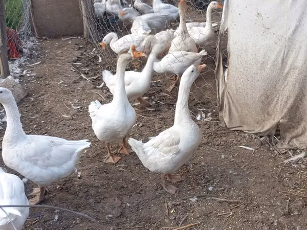 Geese — Kyrgyzstan