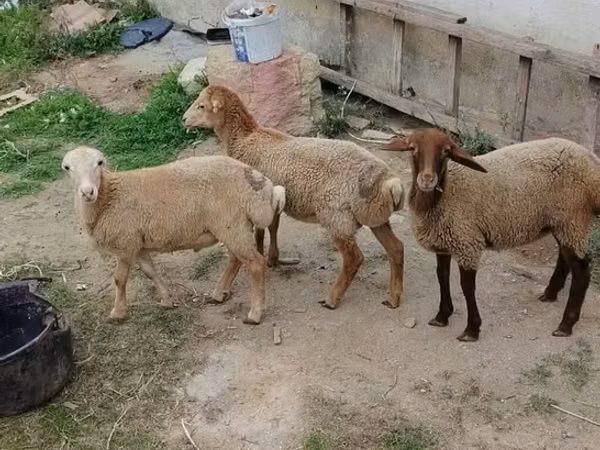 Ram, Sheep