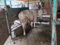 Bull, Auliekol breed — photo 4