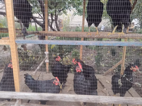 Chickens — Uzbekistan