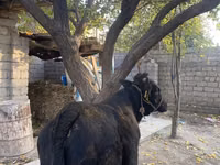 گاو نر, گاو — عکس 2