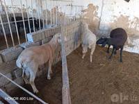 Får, Merino sheep — foto 2