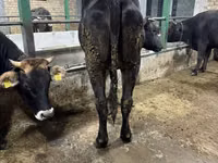 Vaca, Raza Alatau — foto 4