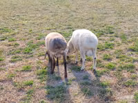 Ram, Sheep — photo 7