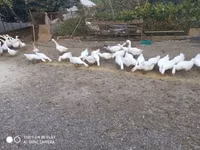 Geese — photo 4