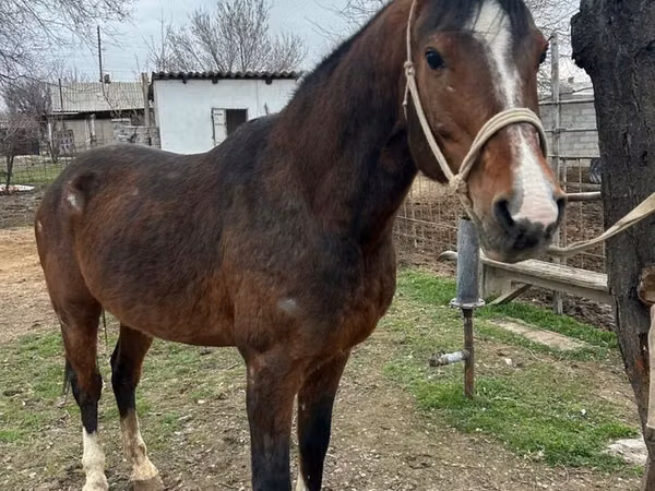 Farasi dume, Arabian horse