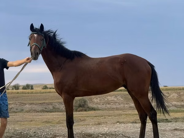 Horse (M), Arabian horse