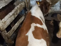 Cattle (batch, sex not specified), Cattle — photo 3