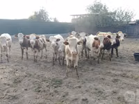 ثور, Simmental cattle — الصورة 2