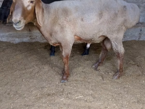 Ram, Sheep — Uzbekistan