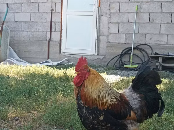 Chickens — কিরগিজিস্তান