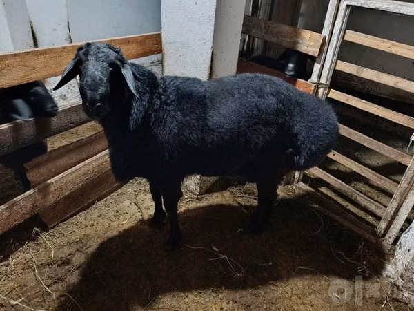 Ram, Sheep — Uzbekistan