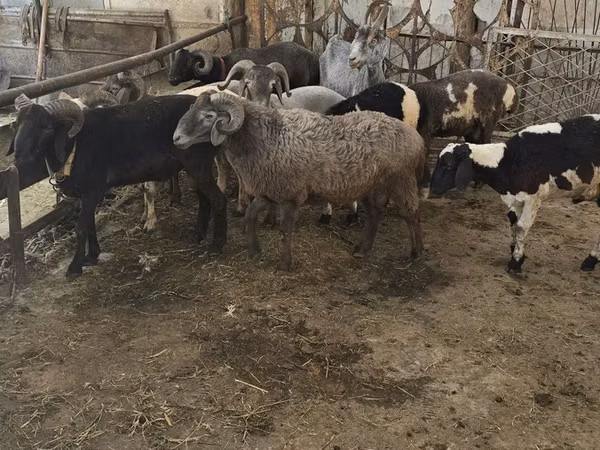 میش, گوسفند