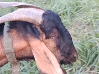 Billy Goat, Nubian Goat — photo 2