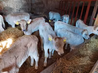 Gia súc (lô, chưa xác định giới tính), Simmental cattle — ảnh 2