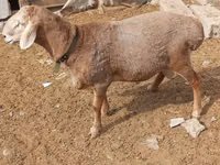 Ram, Edilbay sheep — photo 4