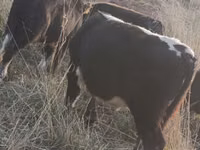 公牛, Cattle — 照片 3