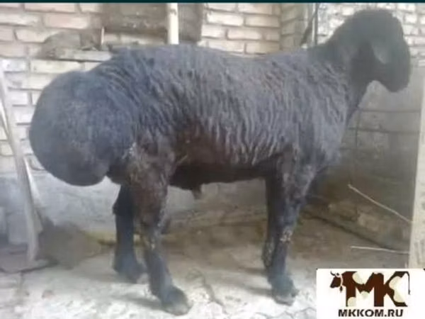 Ram, Sheep — Uzbekistan