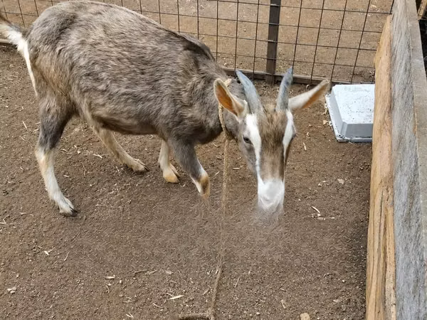 Буз, Toggenburg goat